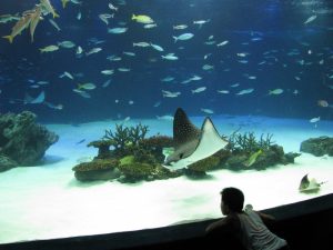 آکواریوم کیوکان اوزاکا | Osaka Aquarium Kaiyukan ژاپن